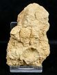 Fossil Jurassic Echinoderm (Acrosalenia) - France #3179-1